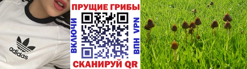 где купить   Ливны  blacksprut   Псилоцибиновые грибы мицелий 